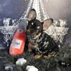 BLACK & TAN FRENCHIE GIRLL