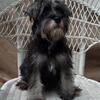 Miniature Schnoodle Ready to go home!