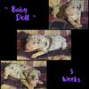 Miniature pinscher puppies 