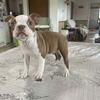 Boston terrier puppy for sale