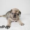 "Paul" Fawn Pug Male