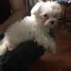 Maltipoo female ready to go by Christmas 
