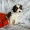 Awesome cavapoo females