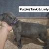 Premium 8 Week Old Cane Corso Puppies from Blue Waters Kennels: Nurtured with Love, Raised with Care