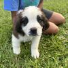 Saint Bernard puppies