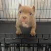 American Bully pup for sale