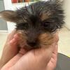 Yorkie puppies 