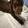 MALE Doberman Puppies For Sale
