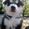 SIBERIAN HUSKY FULL AKC MALE PUPPIES 