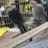400 6 cockatiels and cages. Need gone today, 