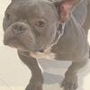 American Bully Rehoming
