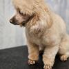 Miniature Poodle