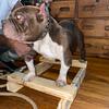Certified exotic kennels stud ready for breeding