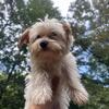 Yorkshire Terriers