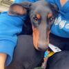 1 year old Female Doberman 