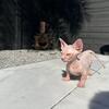 *BAMBINO AND SPHYNX AVAILABLE*