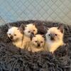 Purebred Siamese Kitten