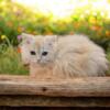 Himalayan Mix Kittens