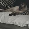 Ragdoll kitten male