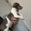Short hair dapple piebald female mini dachshund 