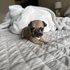 French Bulldog Puppies Available Now