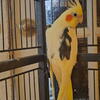 Cute Cockatiel