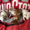 Chihuahua puppy boys