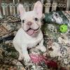 French bulldog female 
