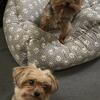 💔 Looking to Rehome 2 Loving Yorkies- south side VA– Must Stay Together