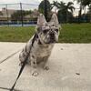 Fluffy French bulldog 