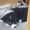 Border Collie Pups - Located in 43102