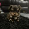 Chocolate Female Tea Yorkie Puppy
