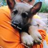 Female German Shepherd Puppy For Sale 