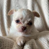 Chihuahua Pups For Sale in Florida!