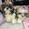 Two female AKC puppies