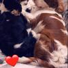 Cavalier King Charles Spaniels 