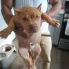 Rehoming a Beautiful Fawn Pocket male Bully