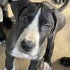 AKC Great Dane Male Dark Blue Collar