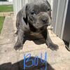 Pitbull puppies