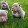 Lilac Tri Pocket Bullies