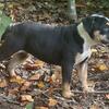 Sweet Olde English Bulldogge Female