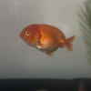 Ranchu goldish(baby)