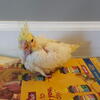 Baby cockatiels tame