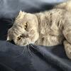 Scottish fold cat