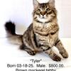MALE Siberian kitten  DOB 03-18-25. PUREBRED, health, vax’d, READY TO GO!