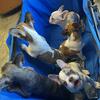 Frenchie pups