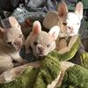 Frenchie pups