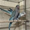 Blue Opaline Quaker Parrot Bonded Pair