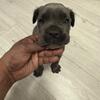 AKC Cane Corso Puppies