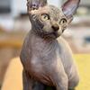 Blue boy Canadian sphynx 